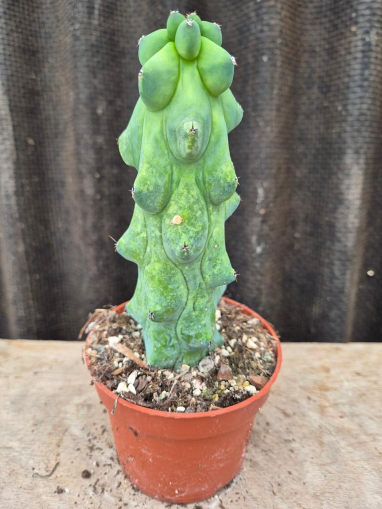 Cactus Myrtillocactus geometrizans Fukurokuryuzinboku (6), Ophalen of Verzenden, Cactus, Volle zon, Minder dan 100 cm