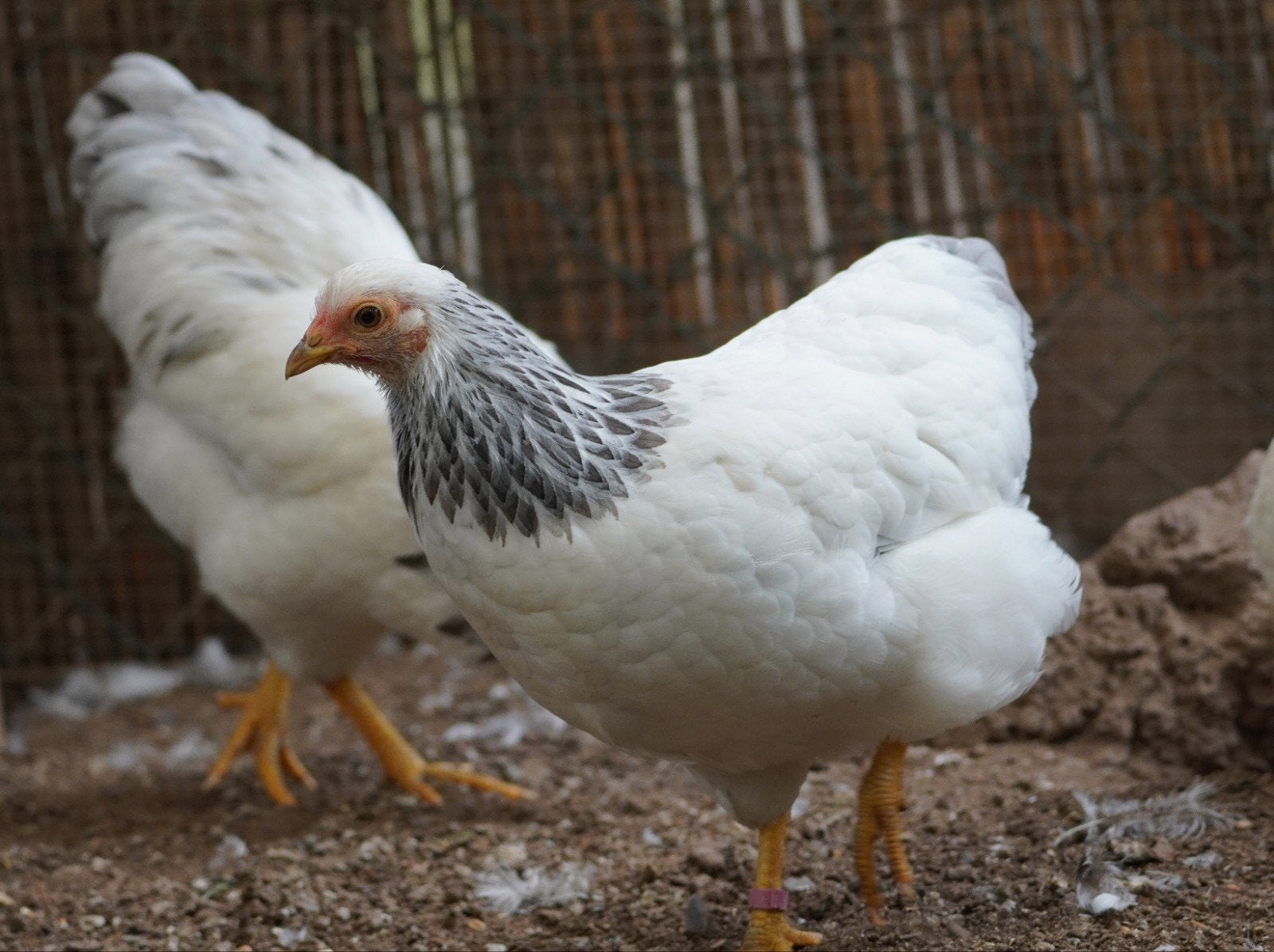 wyandotte kriel, Dieren en Toebehoren, Meerdere dieren, Kip