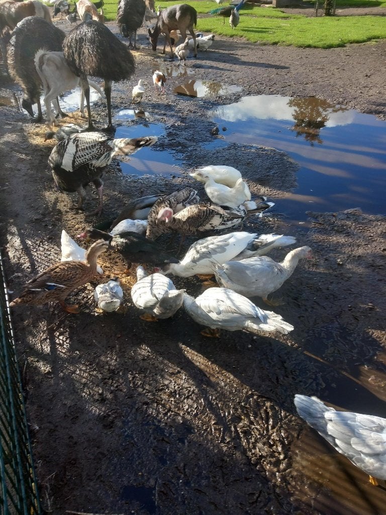 Pluimvee, Meerdere dieren, Eend