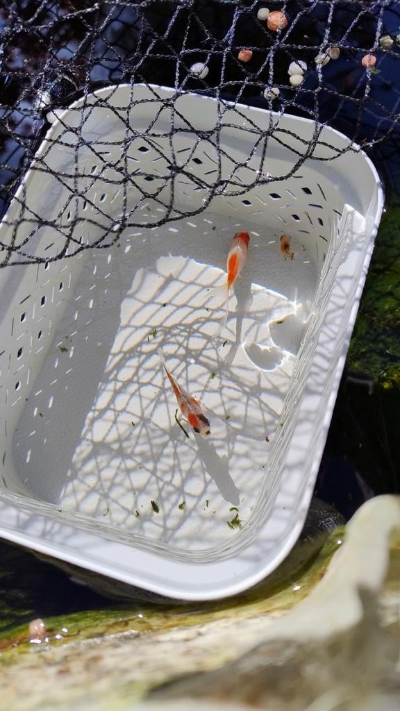 Baby goudvis, Goudvis(sen)