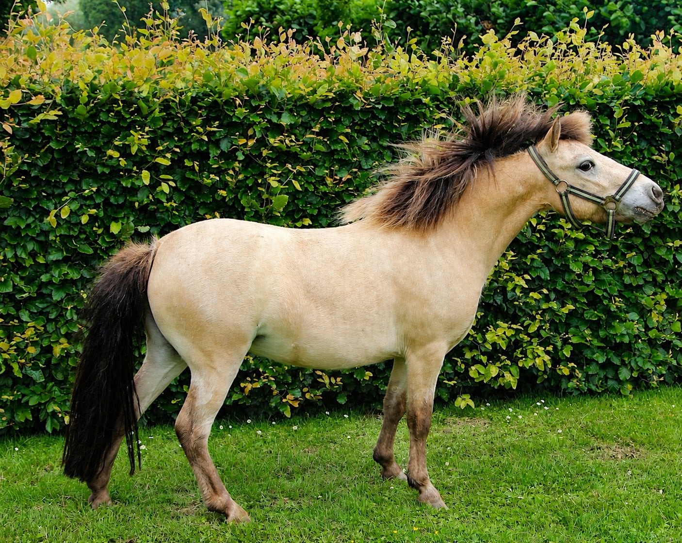 Speciaal gekleurde NMPRS merrie en ruin!, Dieren en Toebehoren, Meerdere dieren, A pony (tot 1.17m), Met stamboom, 3 tot 6 jaar