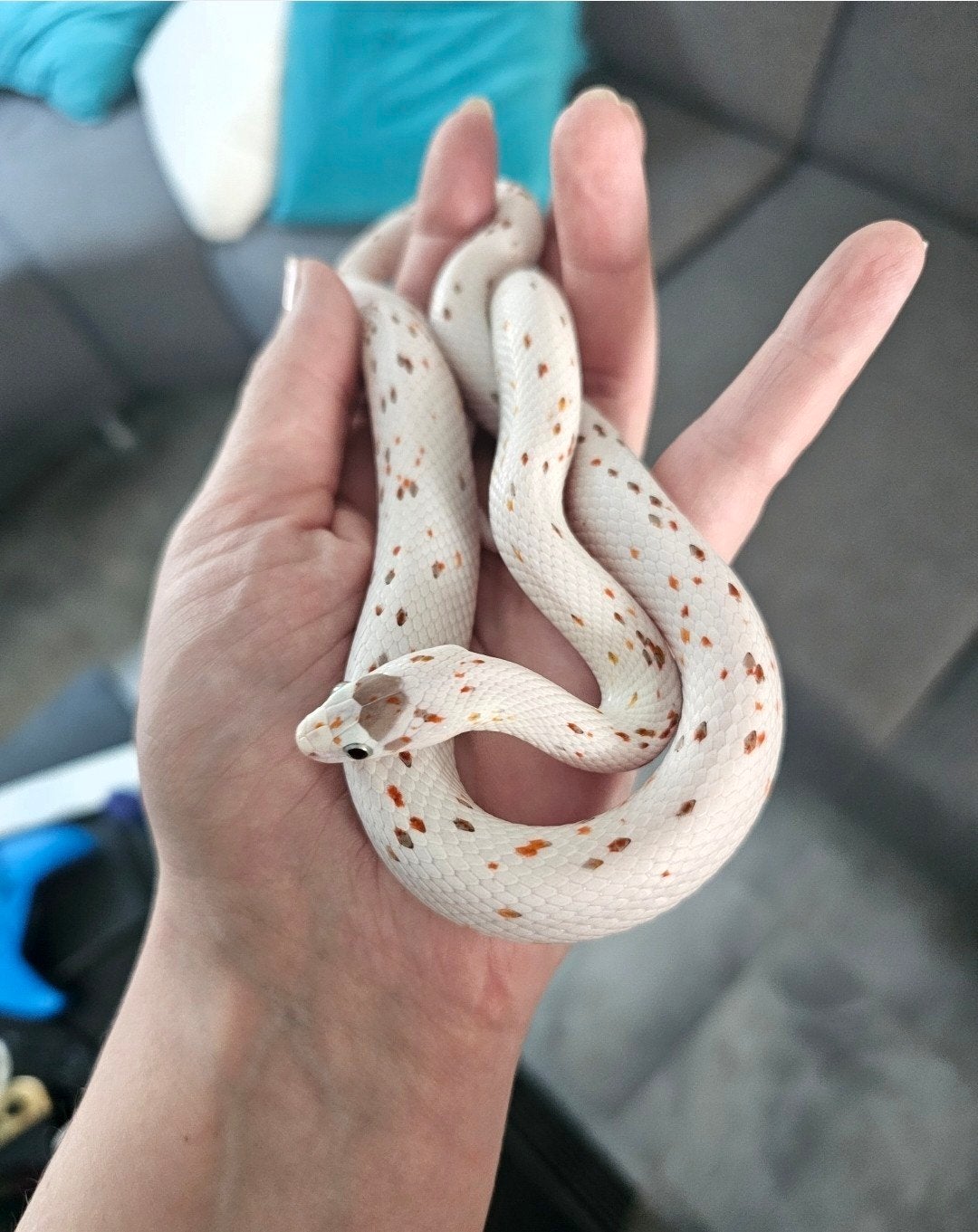 1.0 palmetto het. anery