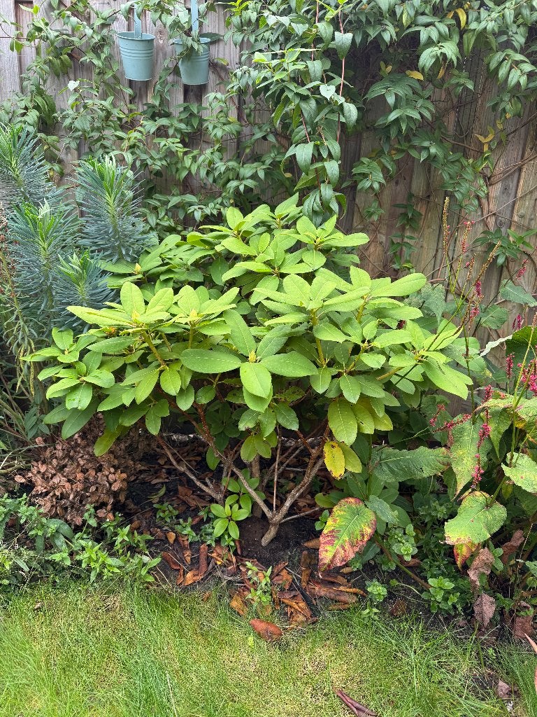 Rhodondendron roze, Ophalen, Rhododendron, Struik, 100 tot 250 cm