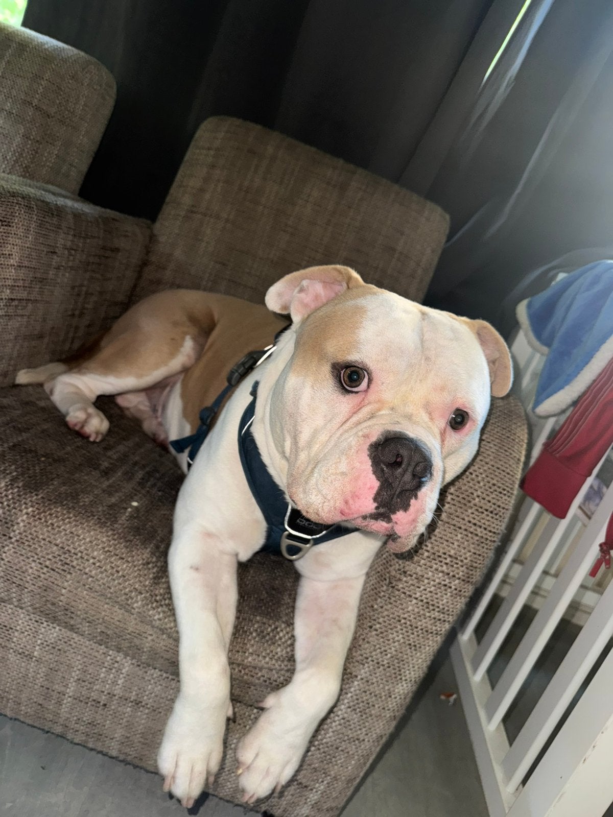 Amerikaanse bully reu 2jaar, Reu, 1 tot 2 jaar, Parvo, Bulldog
