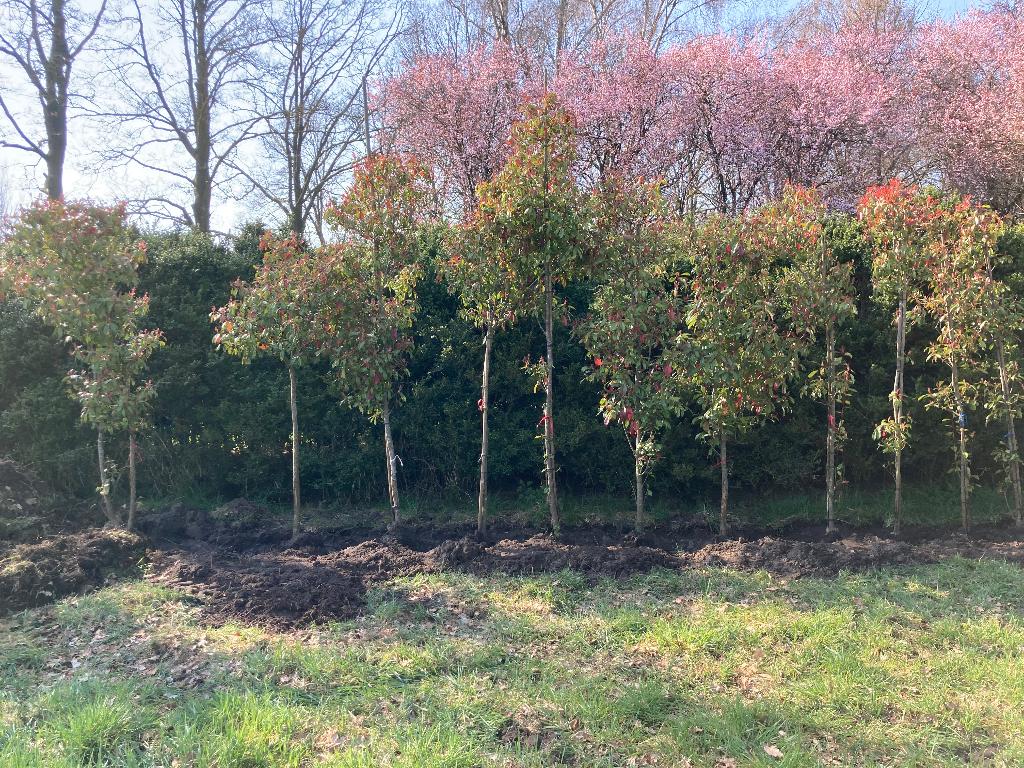 Photinia Red Robin stam 6-8-10-12, Halfschaduw, Lente, 250 tot 400 cm, Ophalen