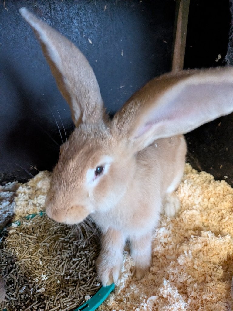 Reuze konijn, Dieren en Toebehoren, Vrouwelijk