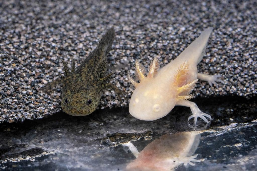axolotl  goud (Ambystoma mexicanum), Amfibie, 0 tot 2 jaar