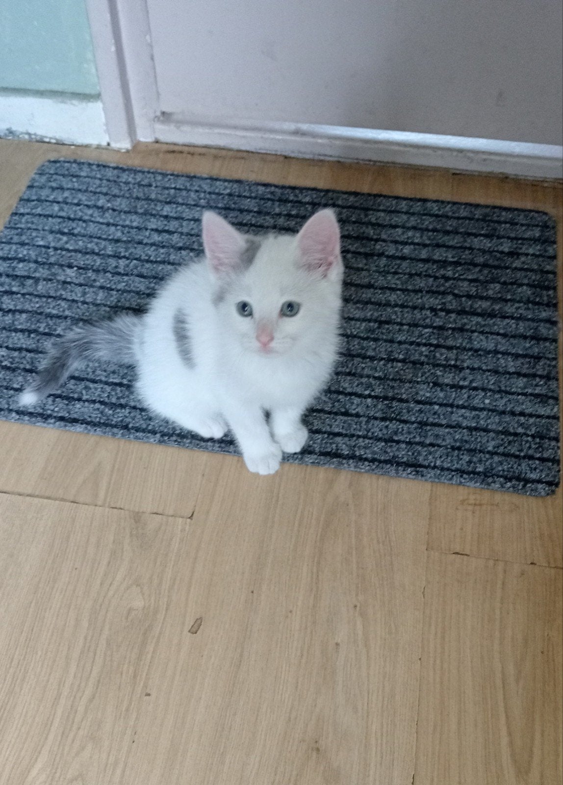 Mag ik bij jou wonen?🥰 Katertje van 11 weken, 0 tot 2 jaar