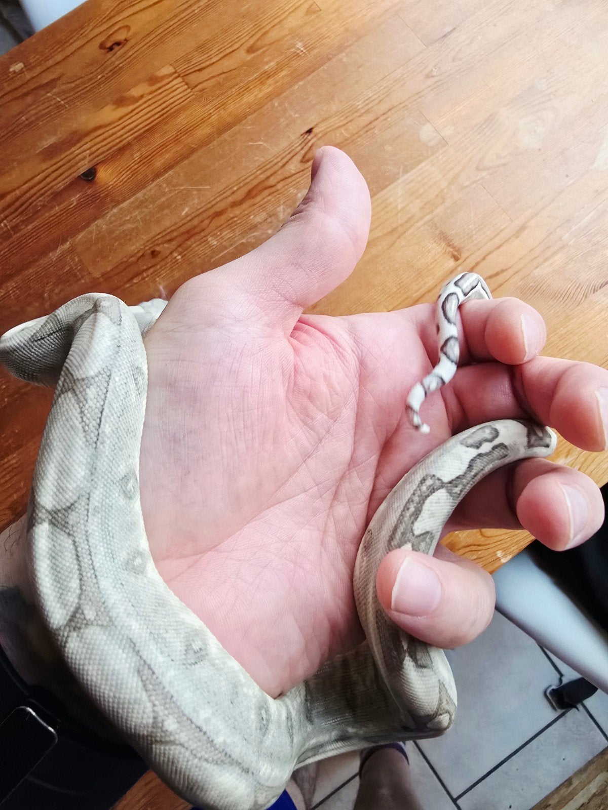 boa constrictor imperator 
50% vpi snow
Nakweek 2026

Dit is Boa Constrictor photo 3