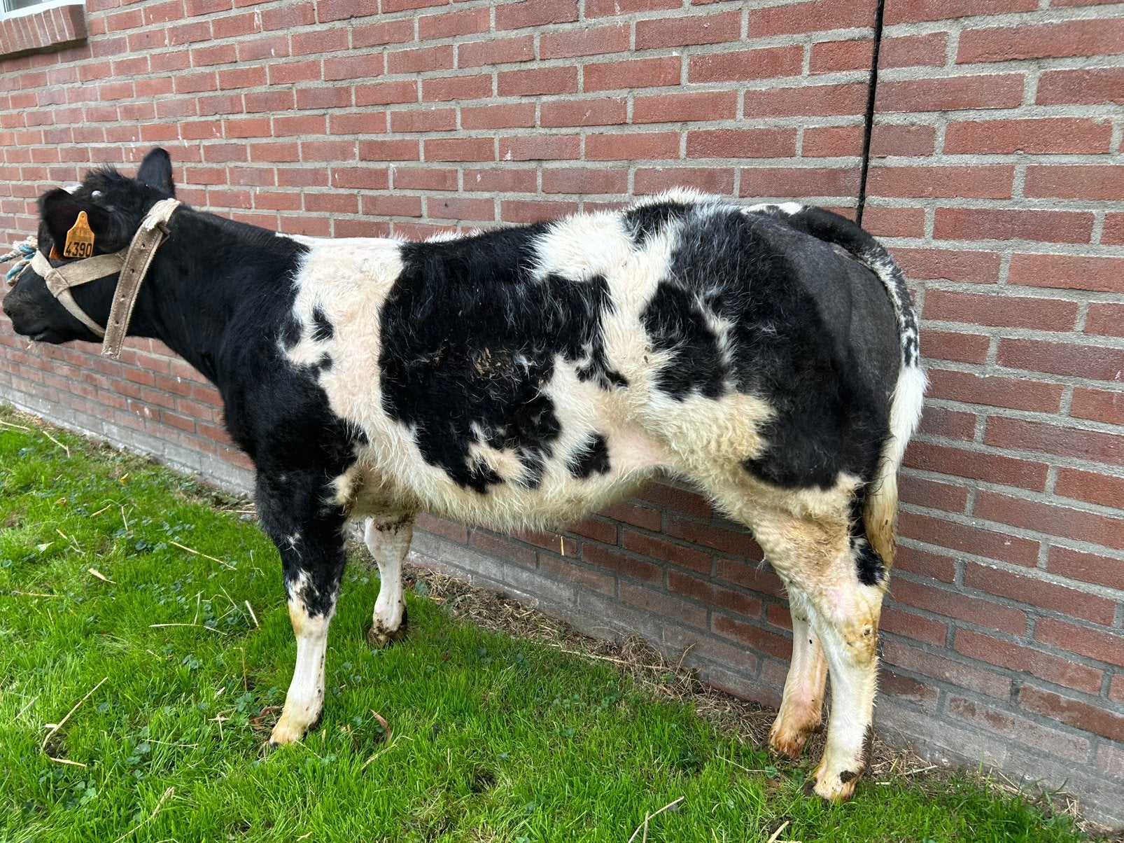 2 super dikbil vaarzen, Dieren en Toebehoren, Vrouwelijk, 0 tot 2 jaar