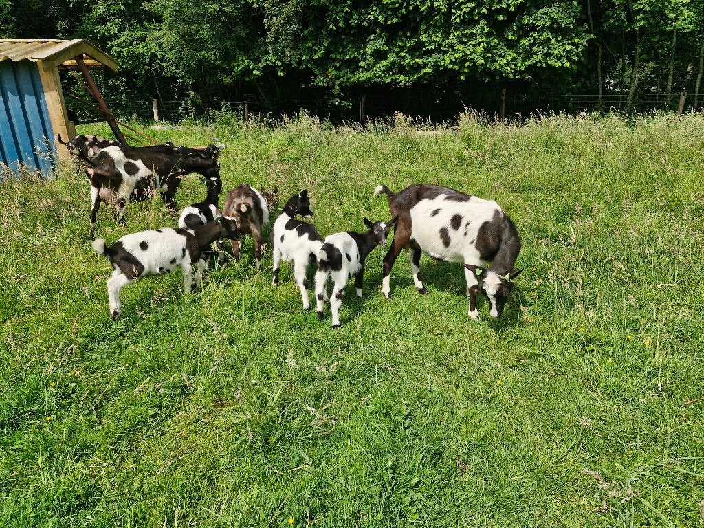Bonte melkgeit bokjes hoornloos, Dieren en Toebehoren, Schapen, Geiten en Varkens, Geit, Mannelijk, 0 tot 2 jaar