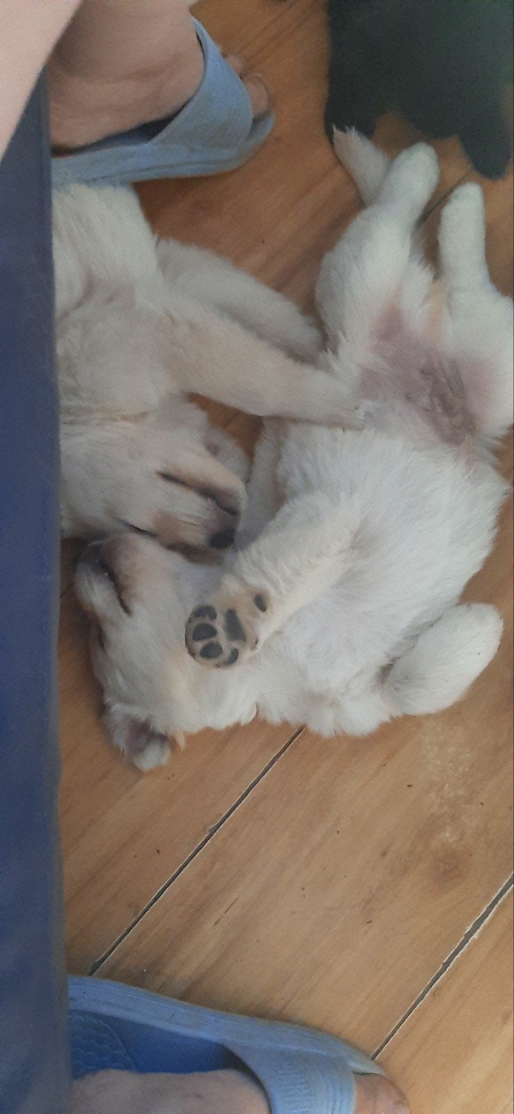 3x golden retriever x labrador mix puppies te koop €700, Dieren en Toebehoren, Honden | Retrievers, Spaniëls en Waterhonden, Golden retriever