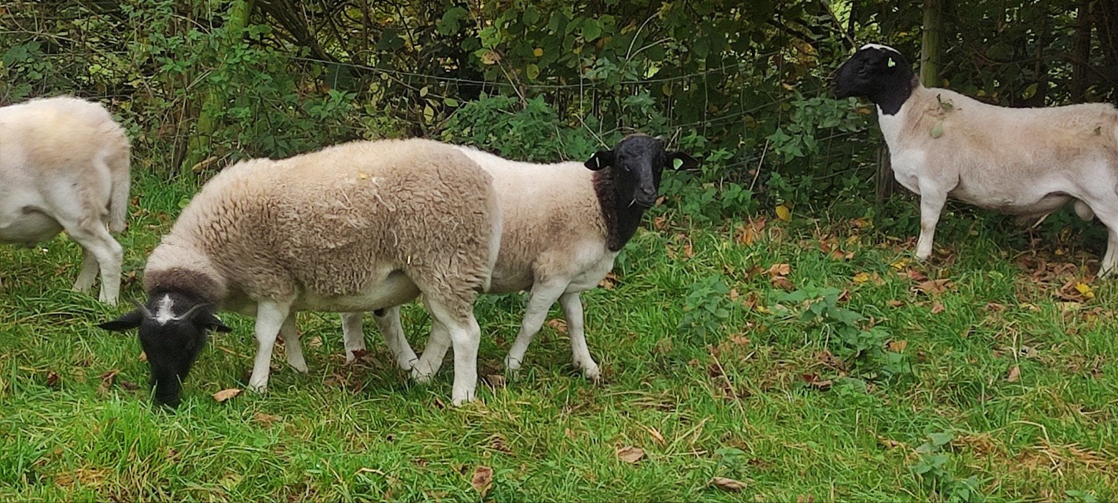 Dorper ram 1jr oud., Dieren en Toebehoren, Schapen, Geiten en Varkens, Mannelijk, Schaap