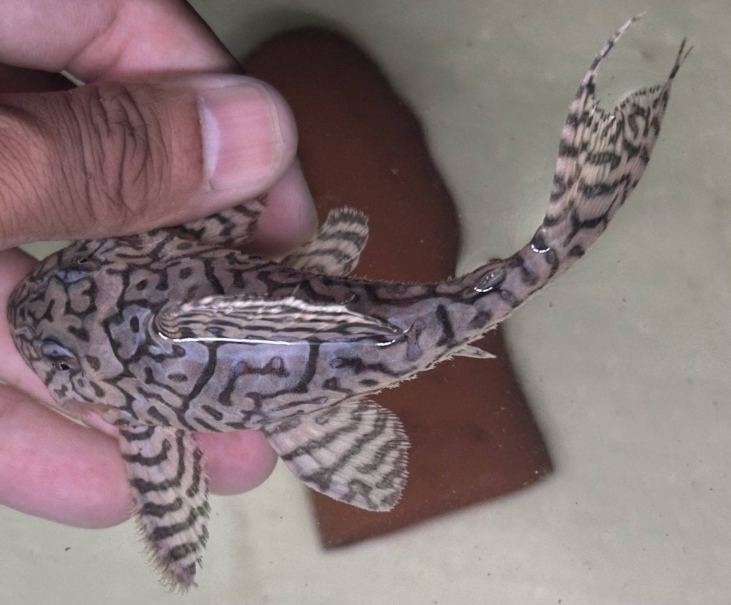 Hypancistrus seideli L236 Koppel, Dieren en Toebehoren, Vis