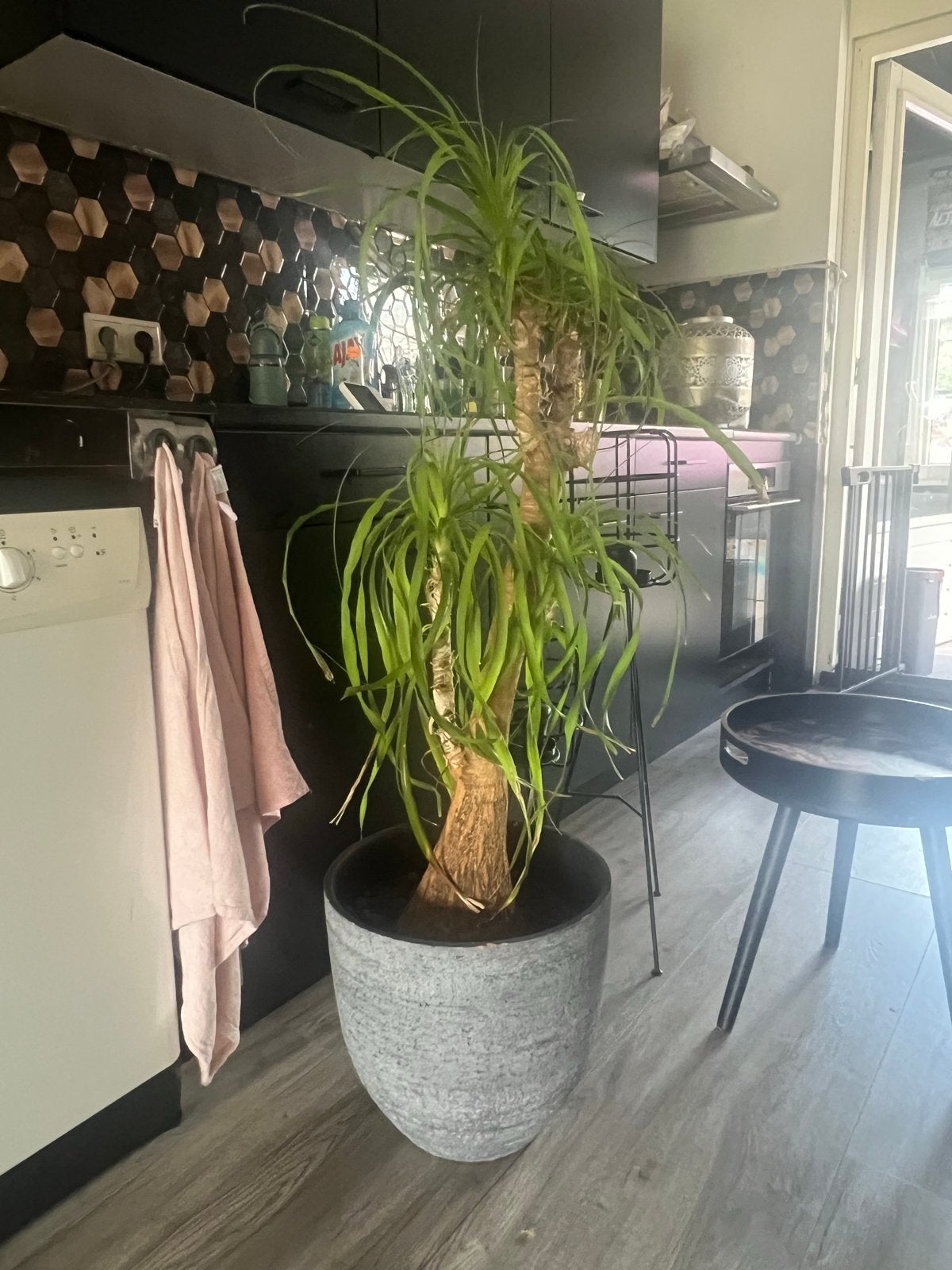 Grote Recurvata plant in pot, Ophalen, 100 tot 150 cm, Overige soorten, Halfschaduw