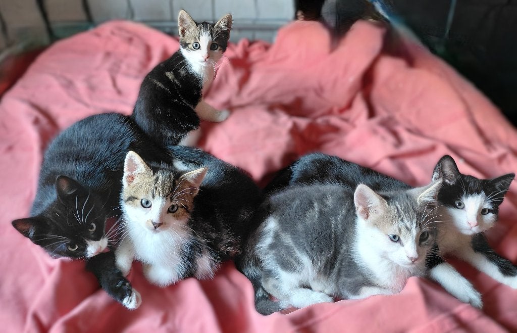 Lieve en speelse kittens te koop!, Meerdere dieren, Kortharig, 0 tot 2 jaar