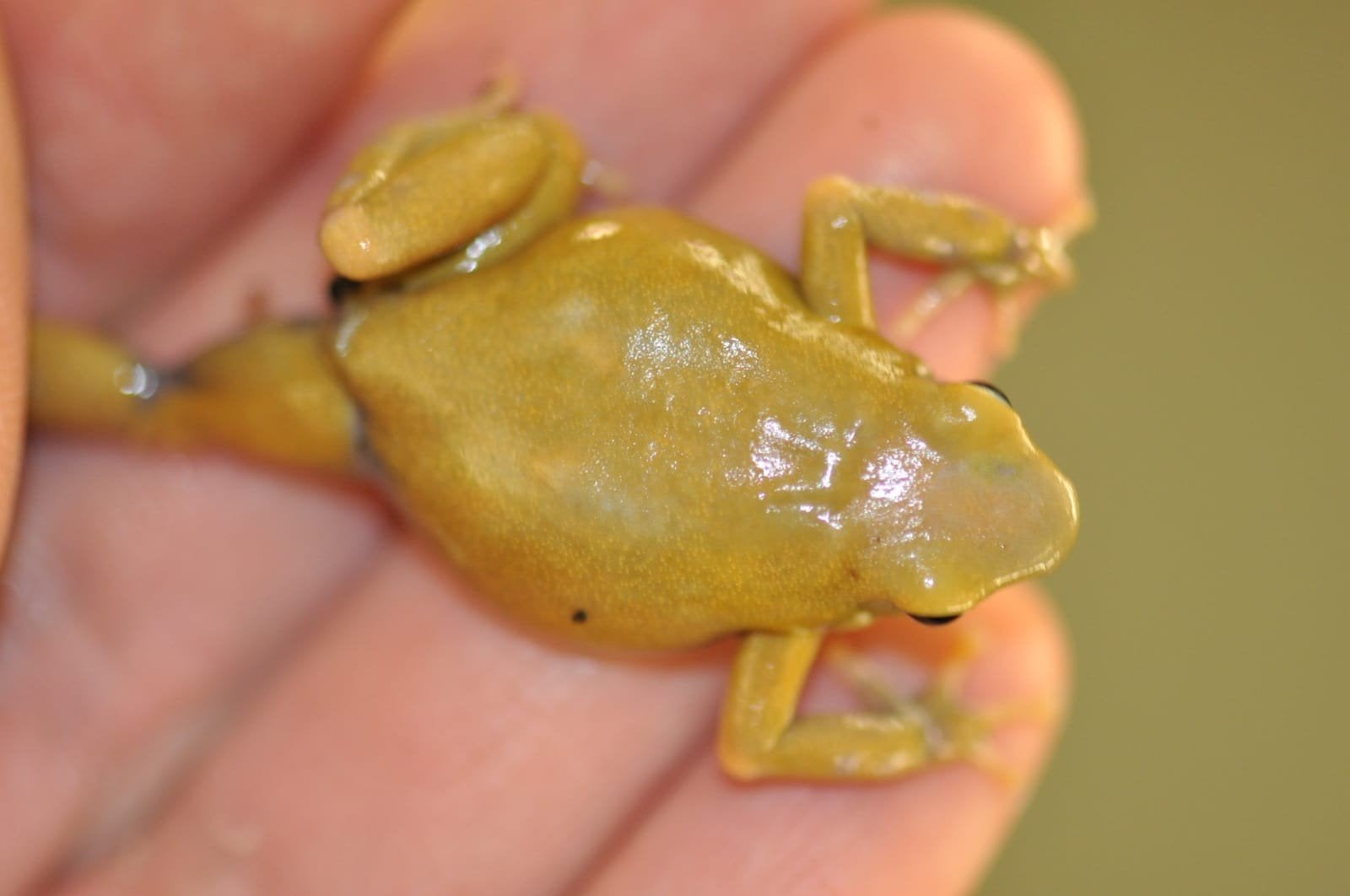 Dendrobates auratus 'El oro' Frog - unknown for sale from Wouter