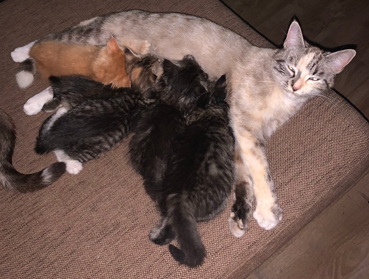 Te koop kittens lang britshaar en kort, Meerdere dieren, 0 tot 2 jaar