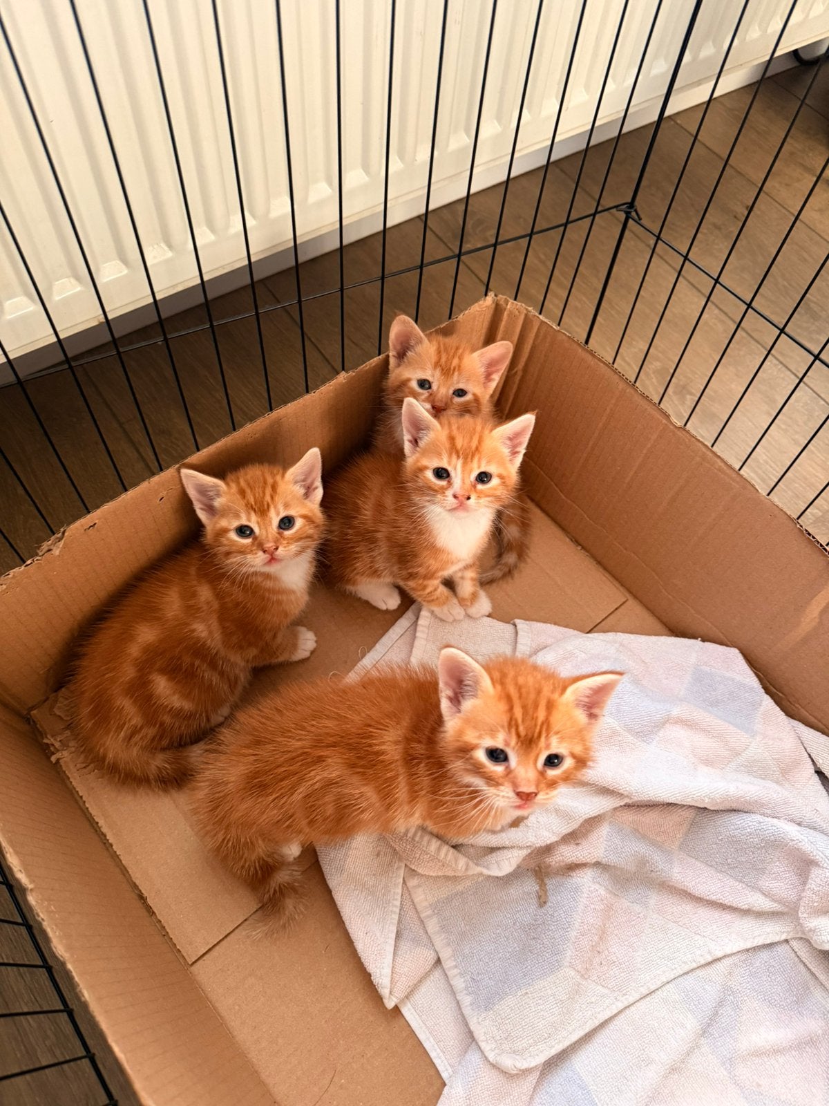 Prachtige Rode Tabby kittens, Dieren en Toebehoren, Katten en Kittens | Overige Katten, Meerdere dieren