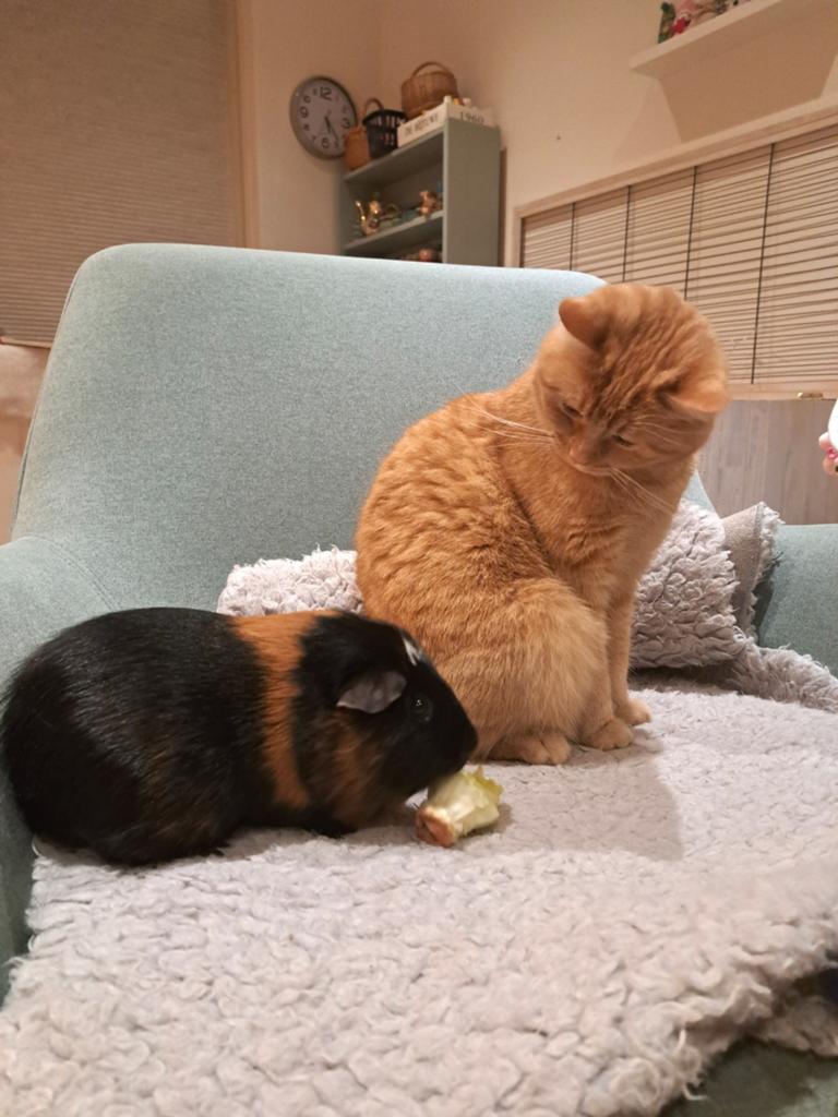 Gezocht: cavia maatje, Dieren en Toebehoren, Maart, Mannelijk, Cavia