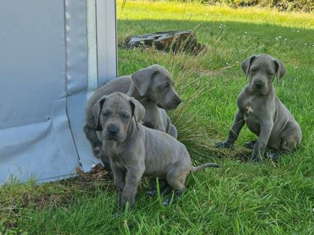 duitse dog pups blauw, België, 15 weken tot 1 jaar, Overige rassen, Parvo