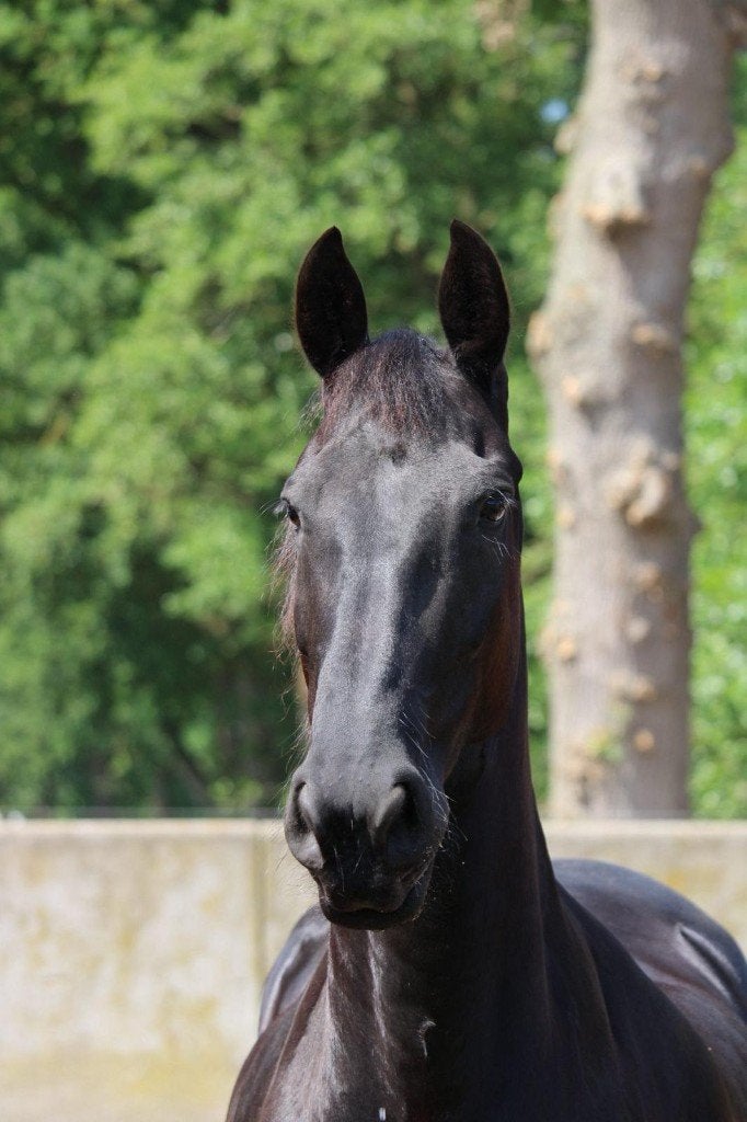 Friese merrie, Dieren en Toebehoren, Paarden, Merrie, Met stamboom, Dressuurpaard, L