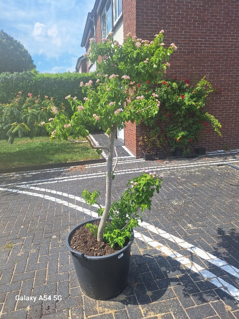 Lantana, Ophalen, Overige soorten, Volle zon
