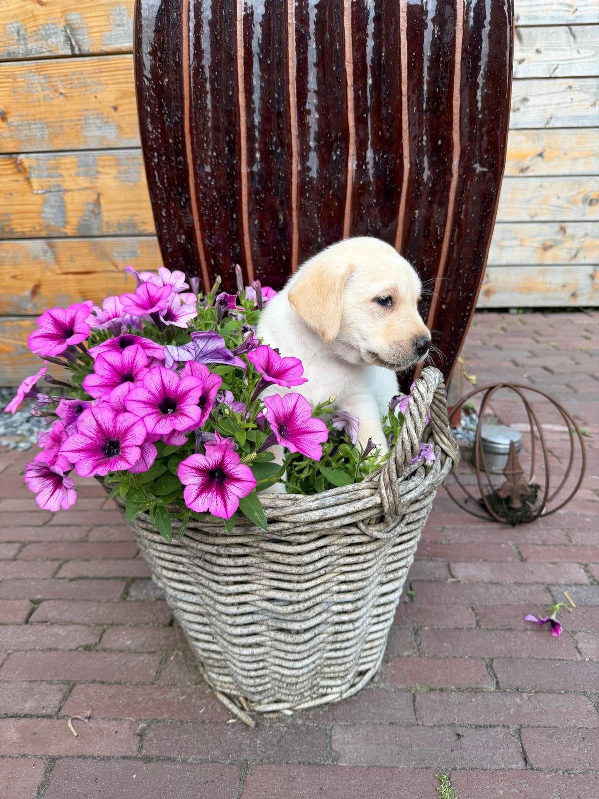 Ons laatste prachtige labrador reutje, Parvo, Reu, 8 tot 15 weken, Labrador retriever