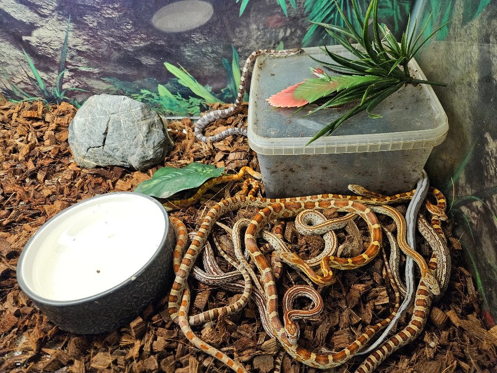 Pantherophis Guttatus Rattenslang Korenslang, Dieren en Toebehoren, Reptielen en Amfibieën, Slang, 0 tot 2 jaar