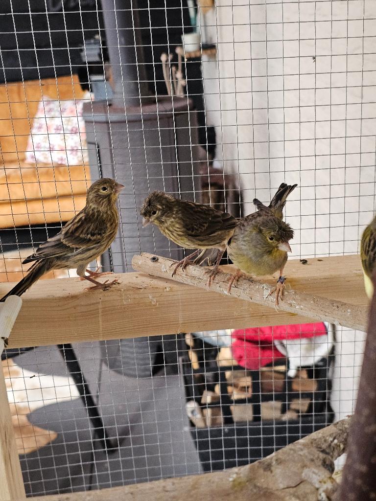 jonge kaniers, Dieren en Toebehoren, Vogels | Parkieten en Papegaaien, Geslacht onbekend, Parkiet