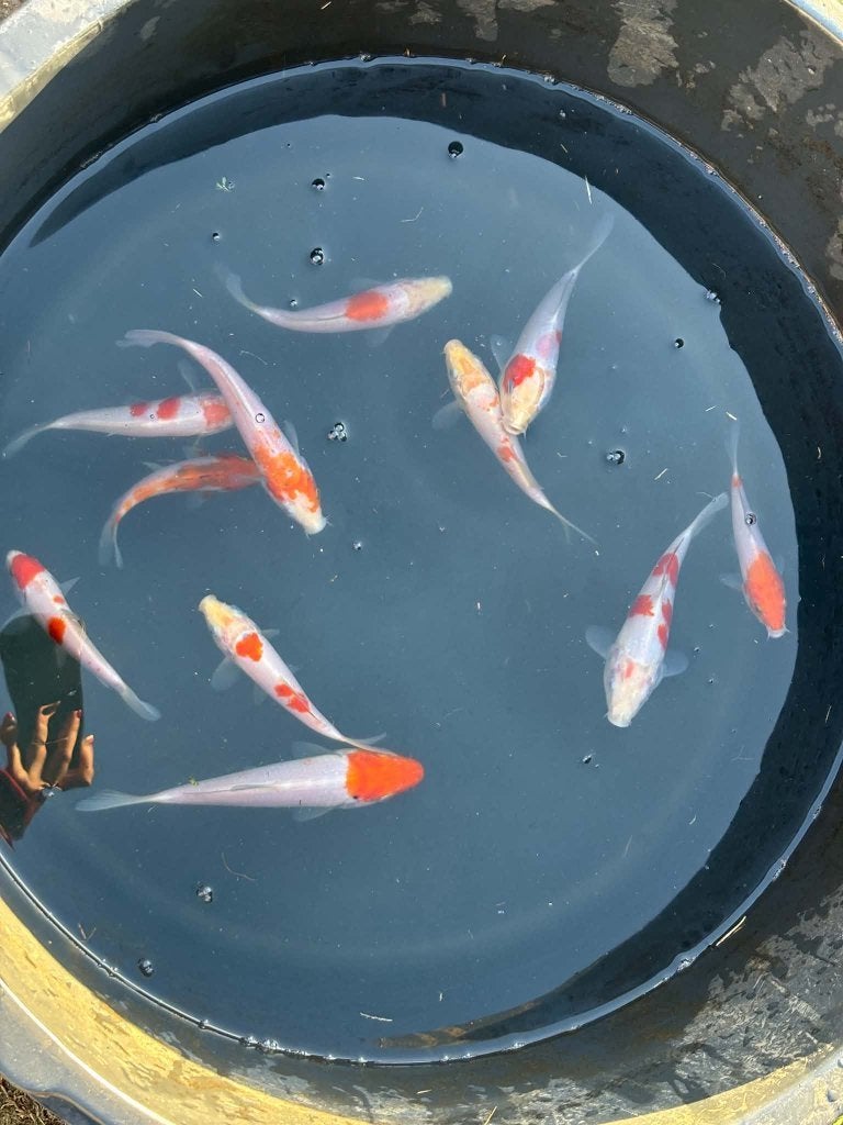 11x Kohaku & Tancho – Eigen Kweek, Dieren en Toebehoren, Karper of Koi