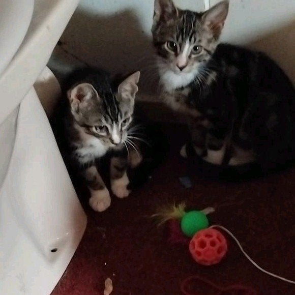 2 lieve  kittens, Dieren en Toebehoren, Katten en Kittens | Overige Katten, Meerdere dieren