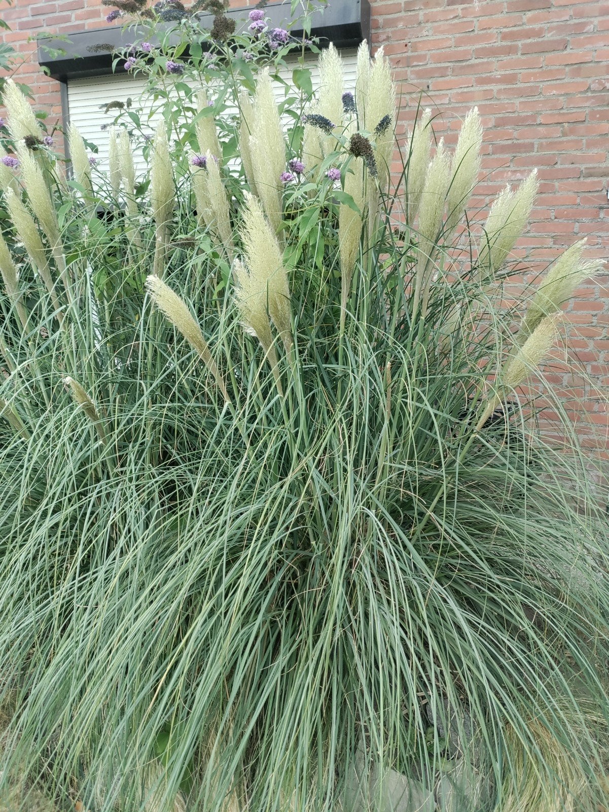 2 pampasgrassen te koop, Tuin en Terras, Ophalen, Volle zon, Overige soorten
