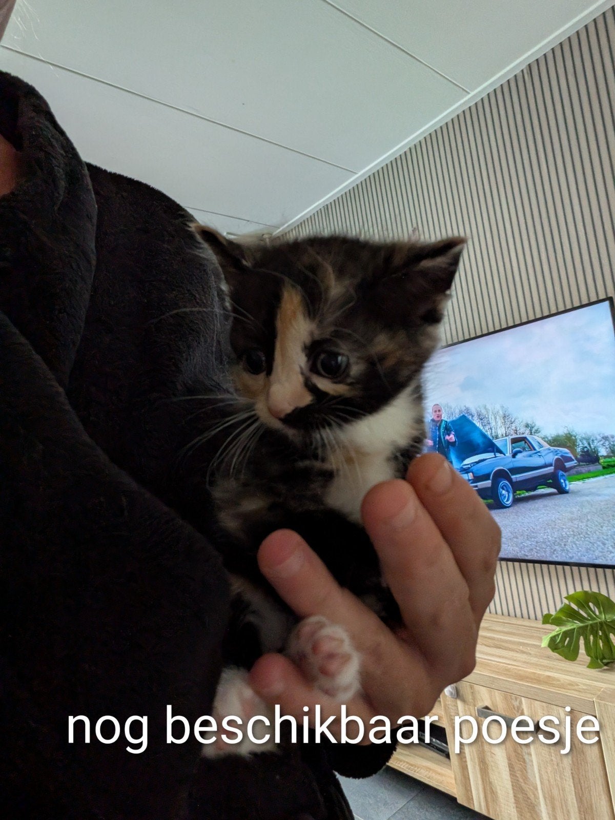 te koop laatste mooie schildpad poes tot.morgen gereserveerd, Meerdere dieren, Kortharig, 0 tot 2 jaar