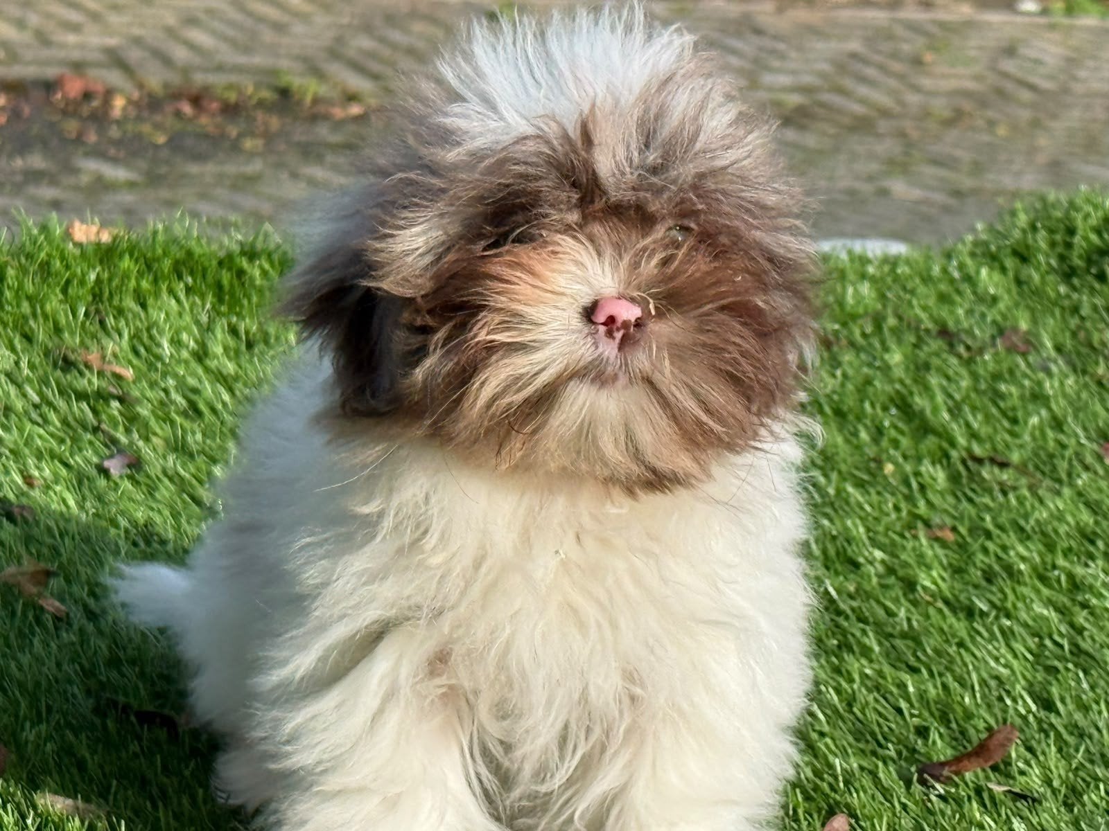 Te koop leuke Maltipoo Shitzu puber pup