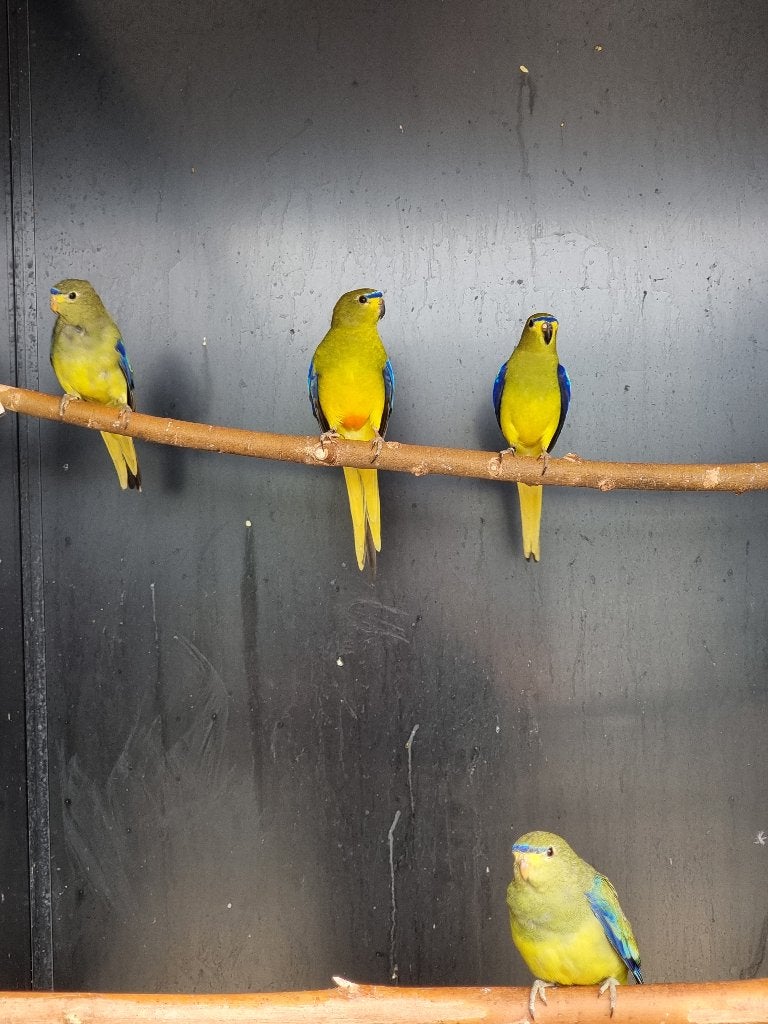 Elegantparkiet | Broedkoppels | Deskundig advies, Meerdere dieren, Parkiet