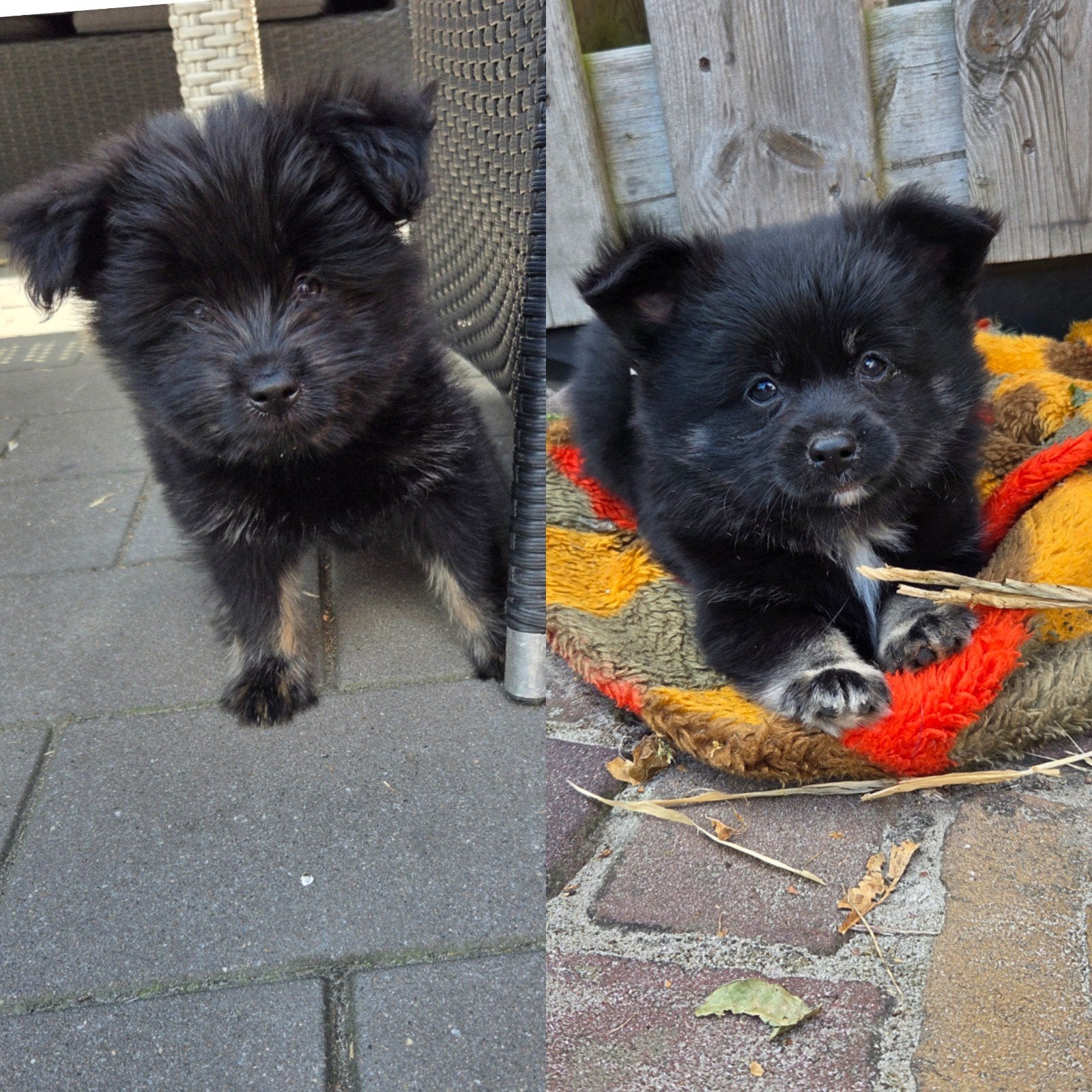 2 Knappe pomeriaan/boomer pup reutjes, Keeshond, Reu, 8 tot 15 weken, Meerdere