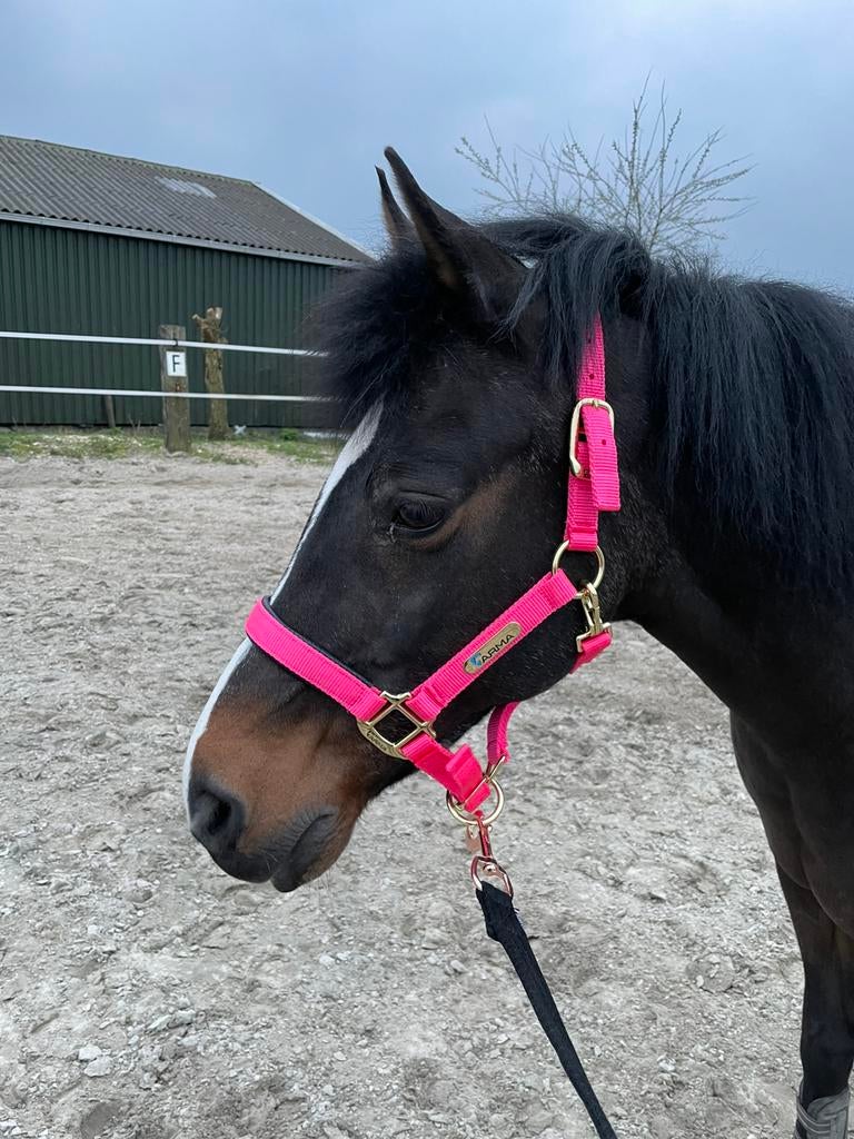 Roze shires halster, Ophalen of Verzenden