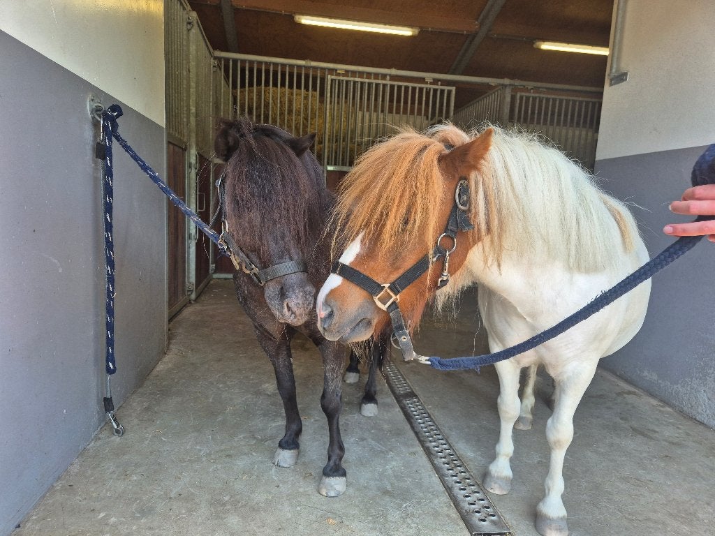 Mooi minipaardje en shetlander, Merrie, Niet van toepassing, Gechipt, A pony (tot 1.17m)