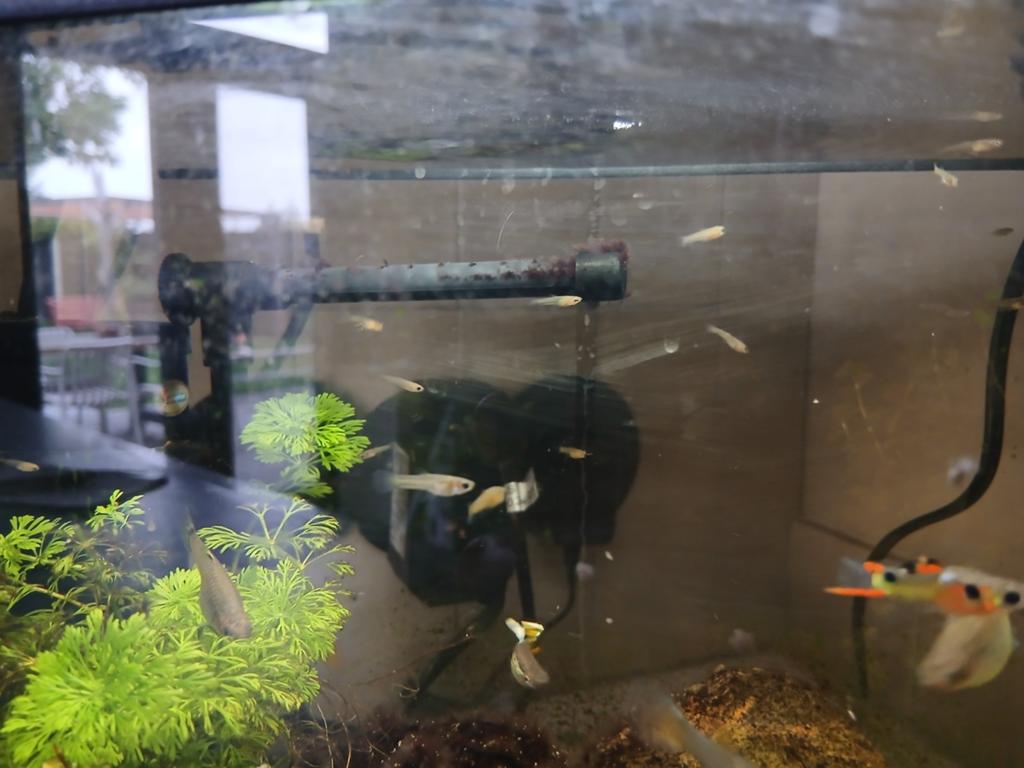 Guppies te koop., Ophalen of Verzenden
