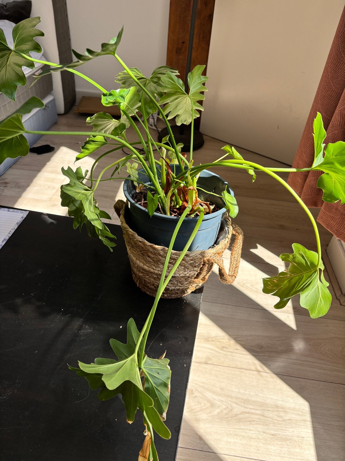 Plant + pot, Ophalen, Overige soorten, Volle zon