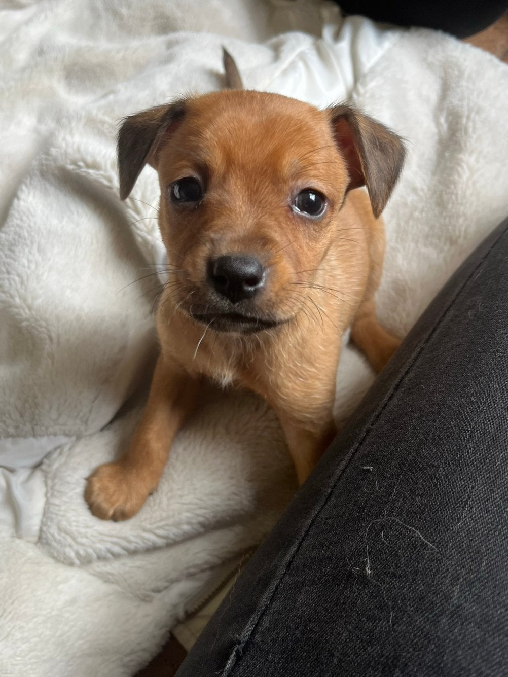 Prachtige Markiesje/Kooikerhondje pups!, Nederland, Parvo, Overige rassen, 8 tot 15 weken