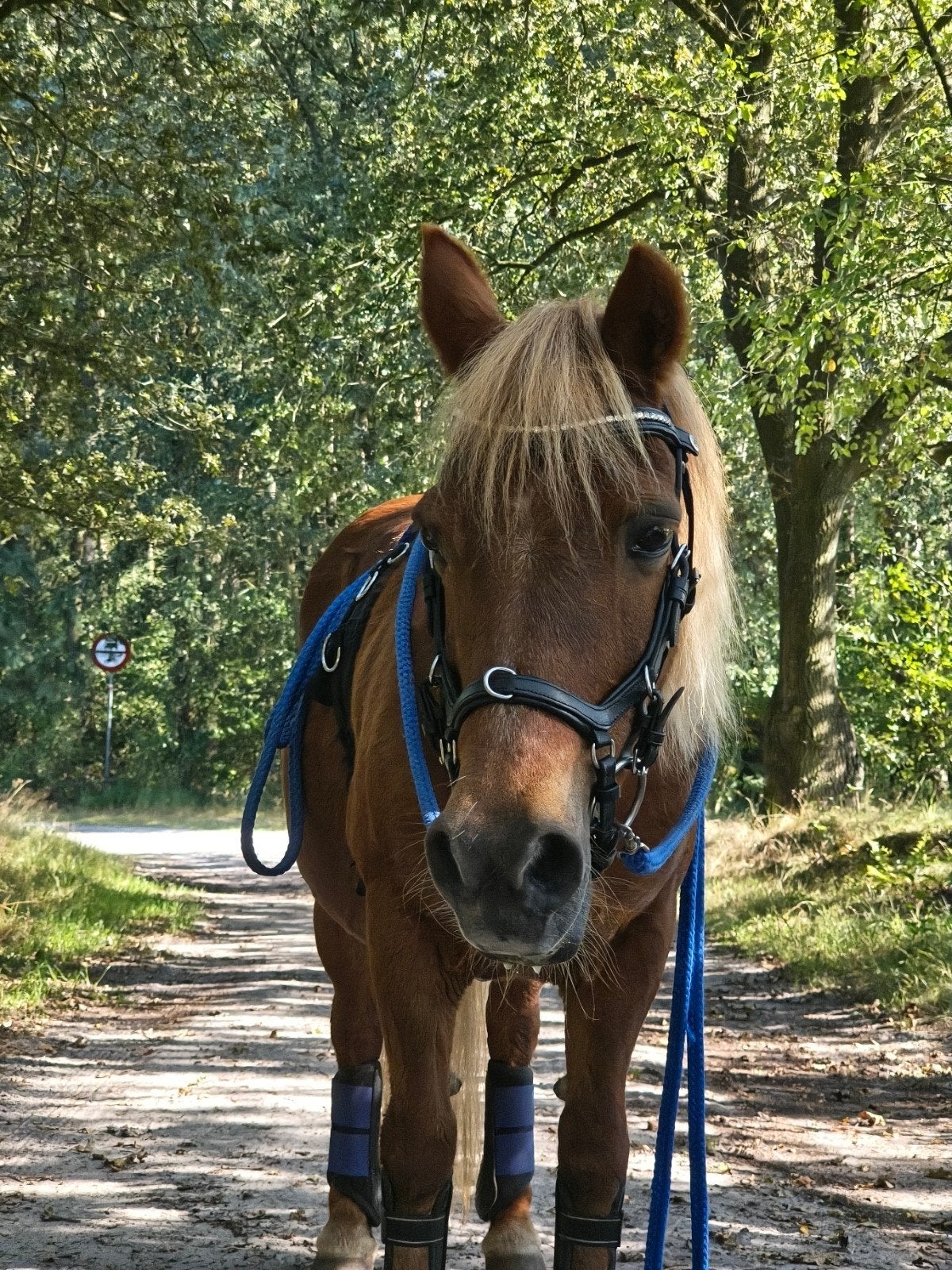 Tici horse shop hoofdstel Shetlander, Dieren en Toebehoren, Shetlander, Hoofdstel, Ophalen of Verzenden, Zwart