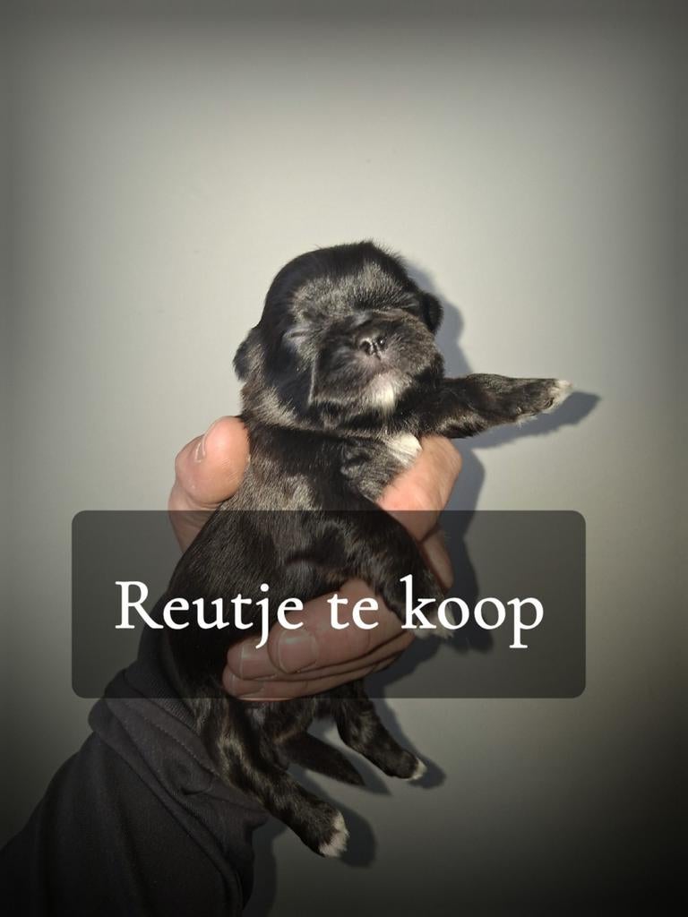 shihtzu pups pas geboren, Parvo, 8 tot 15 weken, Meerdere, Nederland