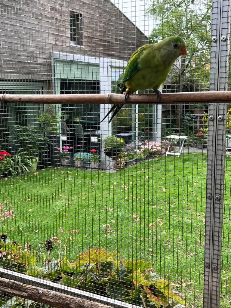 barabant parkiet, Dieren en Toebehoren, Vogels | Parkieten en Papegaaien, Mannelijk, Parkiet, Tam