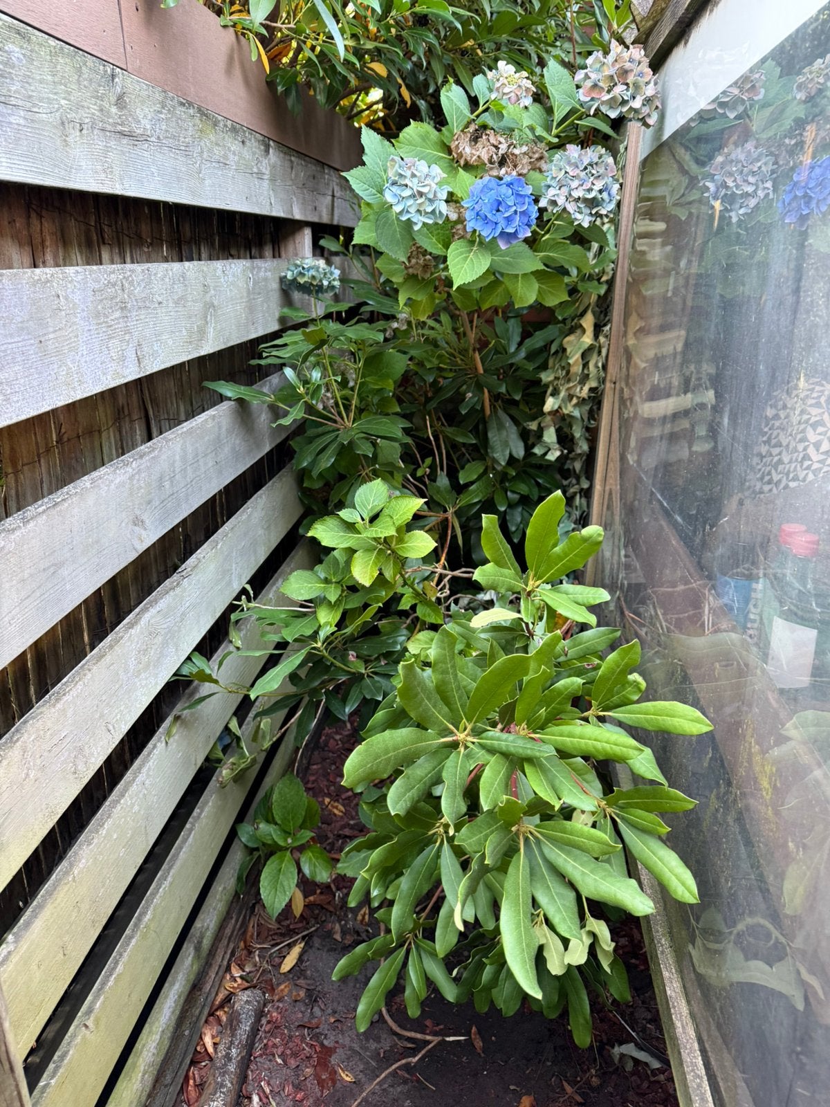 Hortensia  en Rhododendron, Ophalen, Overige soorten, Halfschaduw