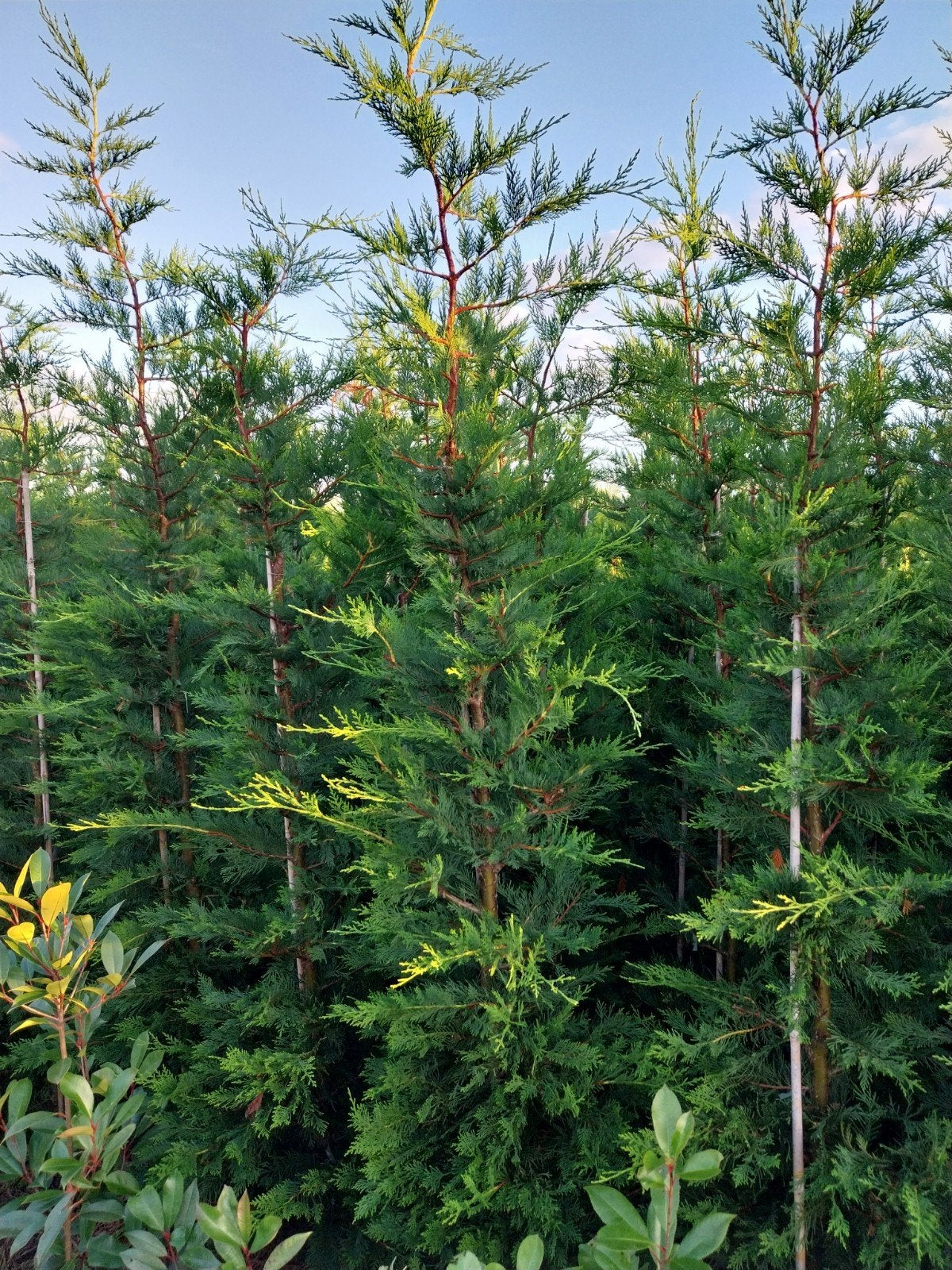 Conifeer - Leylandii, Ophalen of Verzenden, Bloeit niet, Halfschaduw, Overige soorten