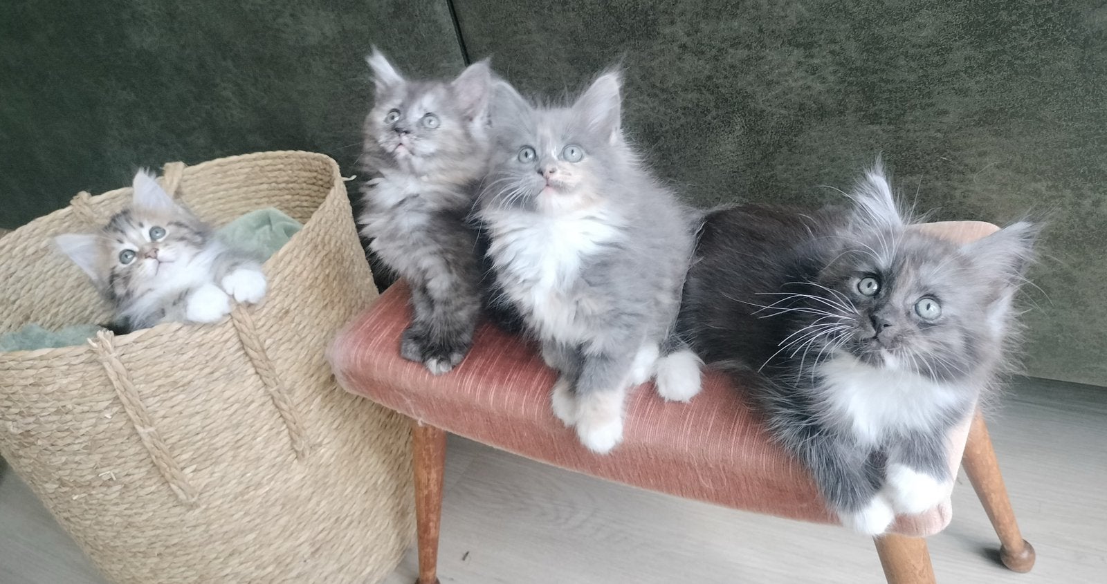 Prachtige Maine Coon kittens 🩷🩷💙, Dieren en Toebehoren, Katten en Kittens | Raskatten | Langhaar, Meerdere dieren, Ontwormd