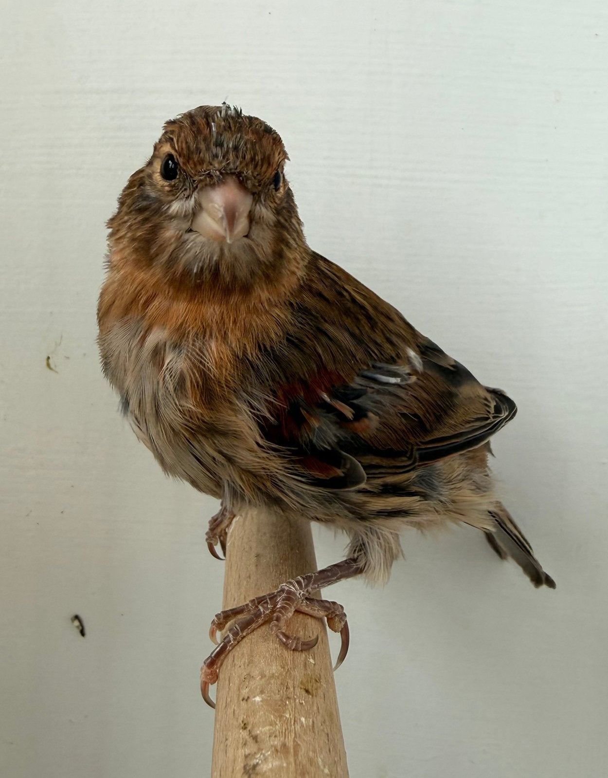 Harlekijn kanarie pop, Dieren en Toebehoren, Vrouwelijk, Postuurkanarie