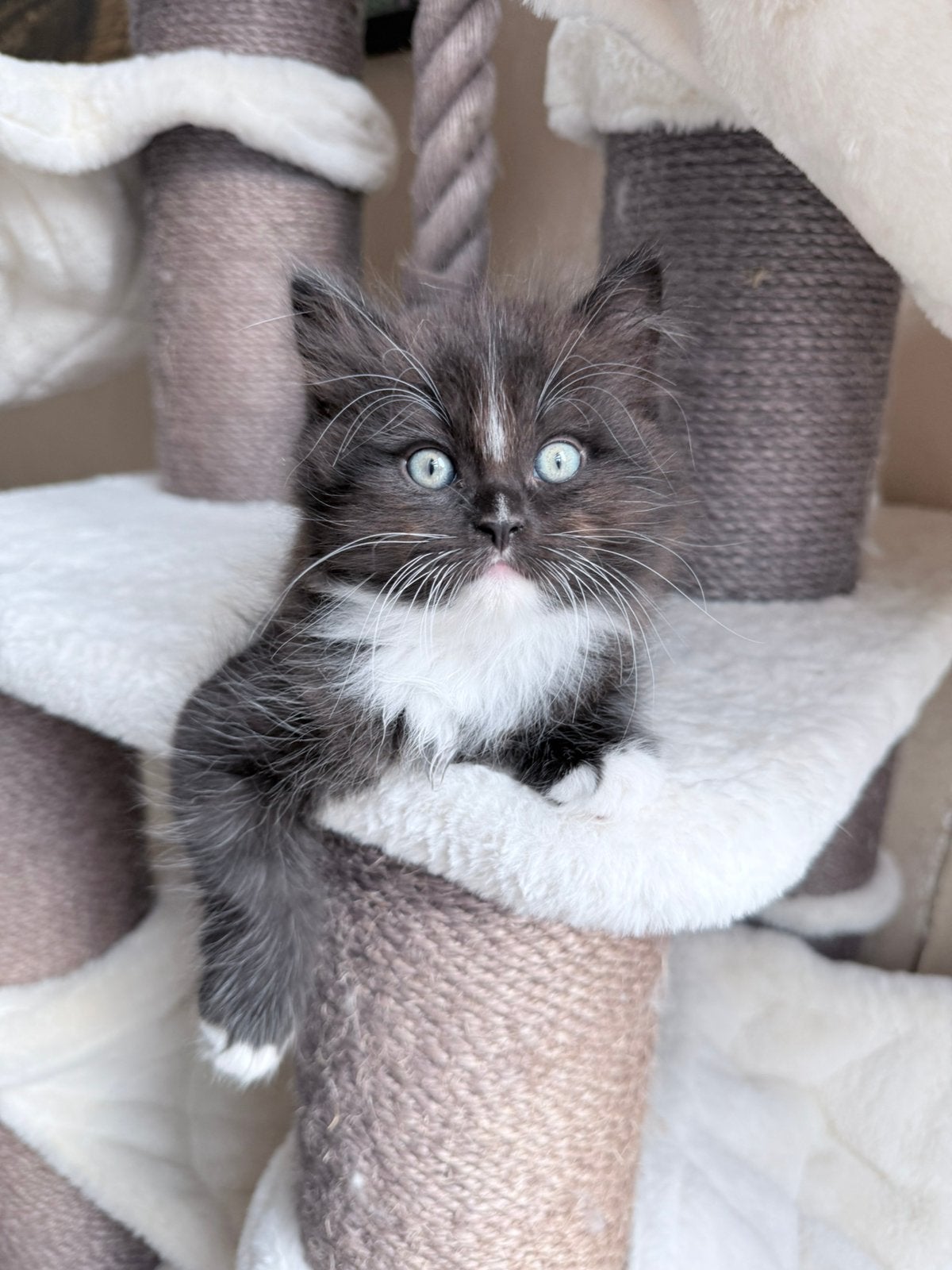 Lieve Ragdolls zoeken huisje, Dieren en Toebehoren, Kater, Gechipt, 0 tot 2 jaar